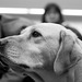 Guide dog "Lucky"