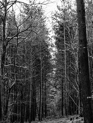 A woodland walk in monochrome