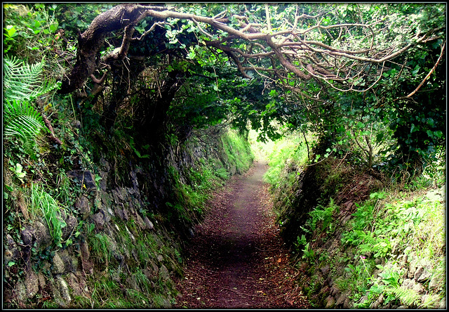 Lane in Cornwall