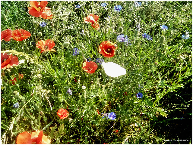 white poppy...