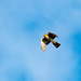 Sparrowhawk