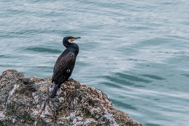 Kormoran - 20190318