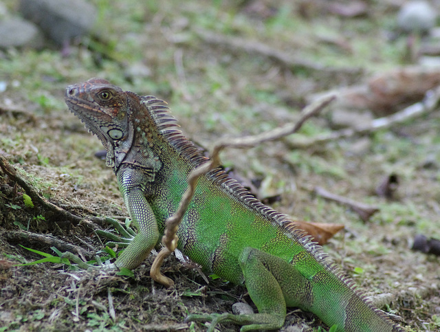 Green Iguana (female)