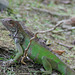Green Iguana (female)