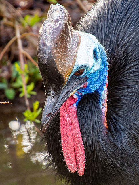 Cassowary