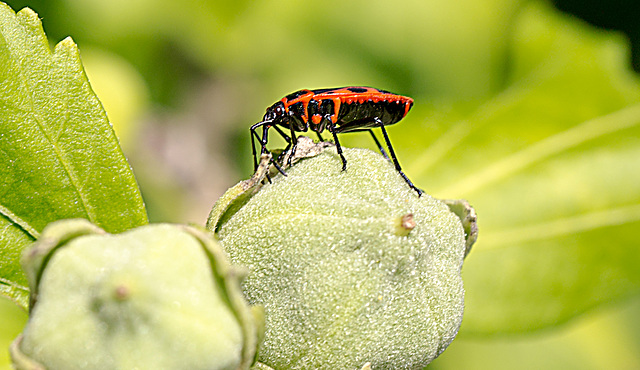 20150828 8644VRAw [D~RI] Roseneibisch (Hibiscus), Feuerwanze, Rinteln