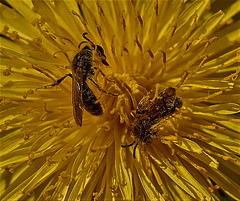 Wallowing In Pollen