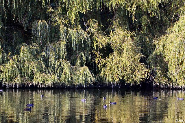 Chantilly -Le grand canal