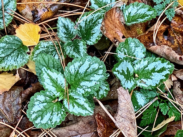 Ein beeindruckendes Blattmuster