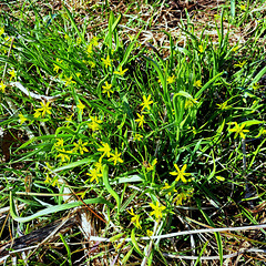 Wald-Gelbstern / Gewöhnlicher Gelbstern (Gagea lutea)