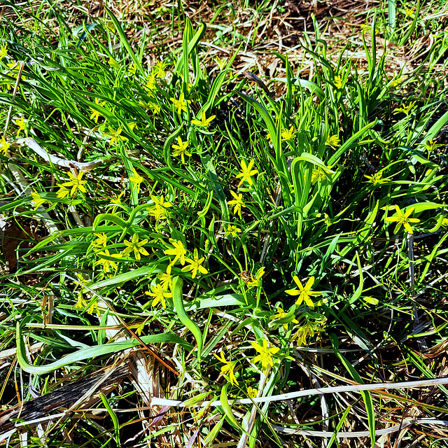 Wald-Gelbstern / Gewöhnlicher Gelbstern (Gagea lutea)