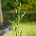 20230520 0154CPw [D~LIP] Wiesen-Rispengras (Poa pratensis agg), Bad Salzuflen