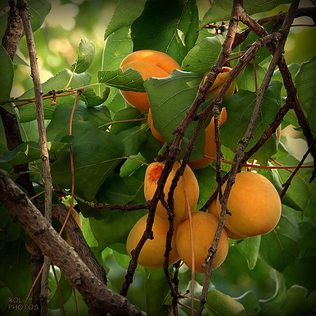 Et vlà le fruit de mon travail