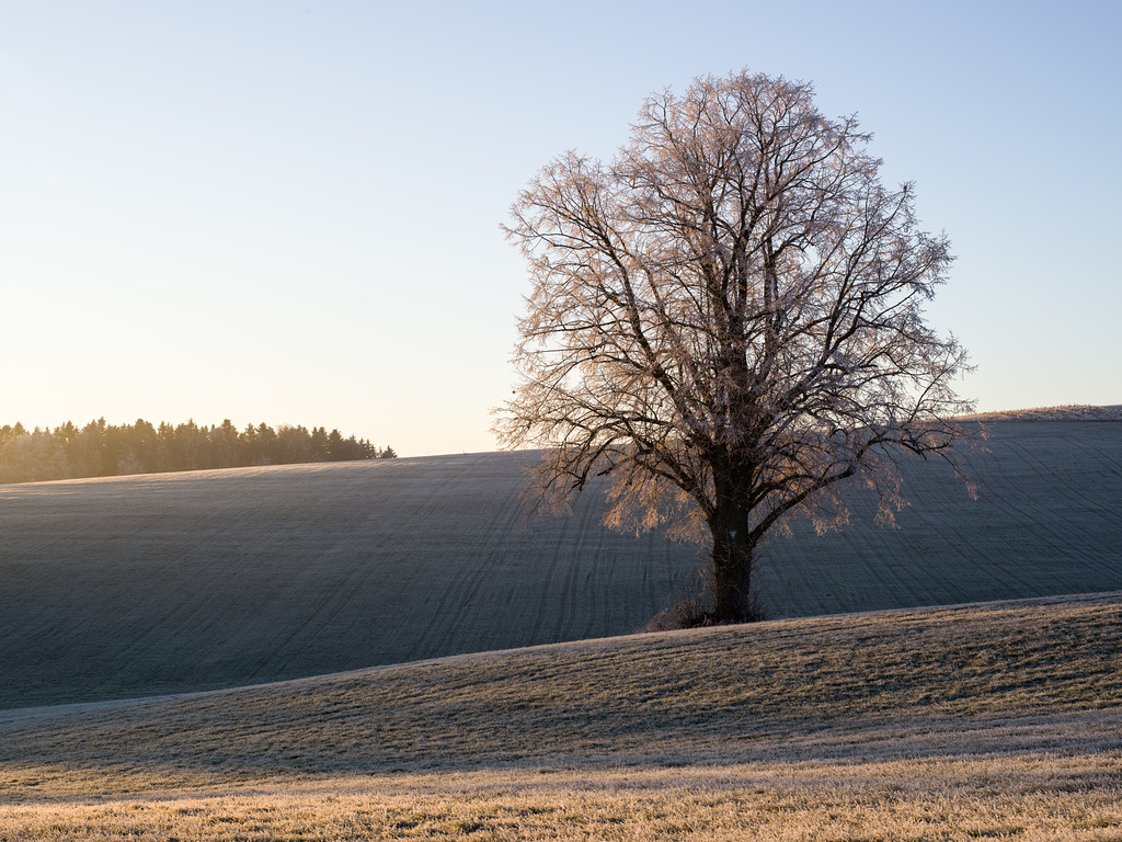 Raureif & Licht