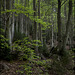 El bosc s'obre i es tanca