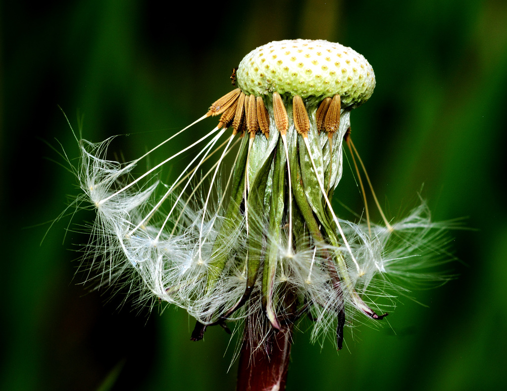 Dandelion.....dancing