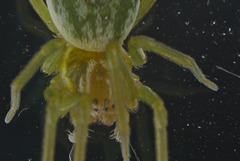 EFA0053Spidercloseup