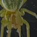 EFA0053Spidercloseup