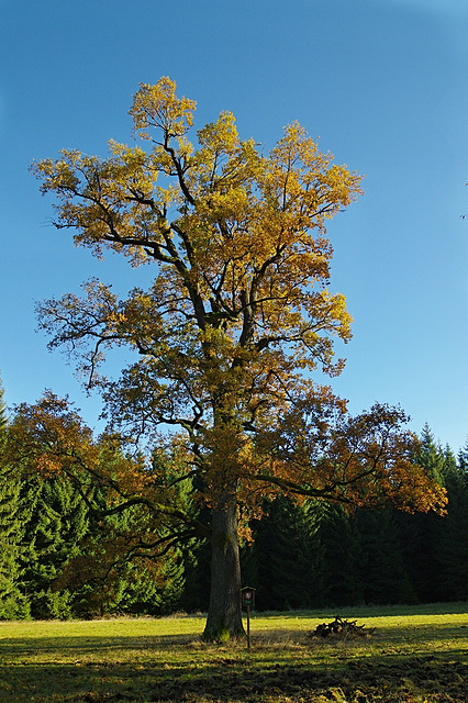 Steinerz-Gedächtnis-Eiche