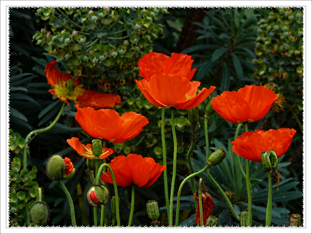 Coquelicots