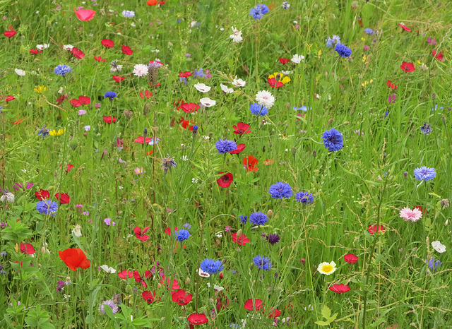 Blumenwiese