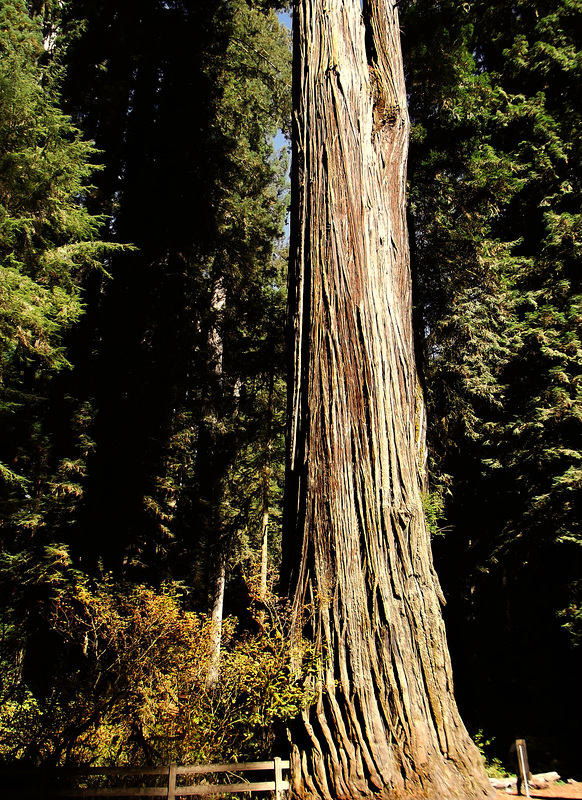 Forest of giants