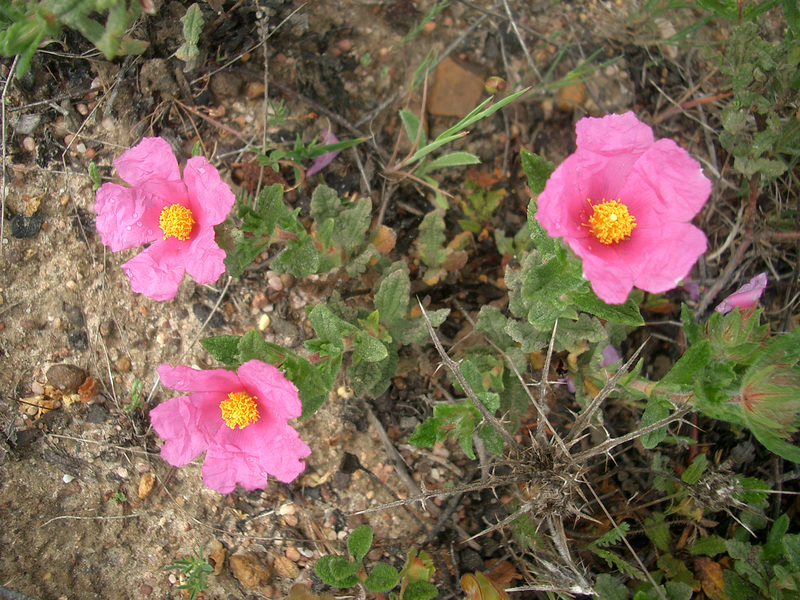 rote Zistrose (Cistus crispus)