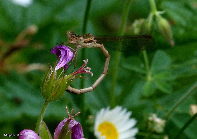 Dans mon jardin