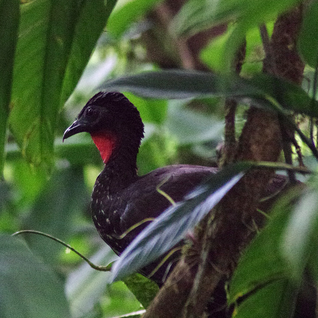 Crested Guan