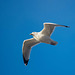 Seagull flight shot (1)