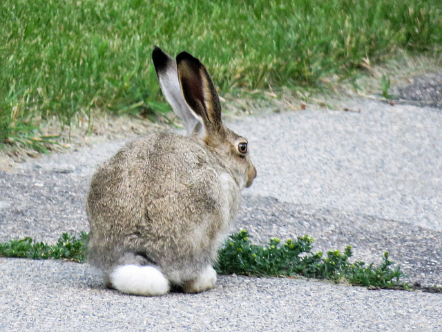 Jackrabbit nibbling on Pineappleweed / Matricaria discoidea