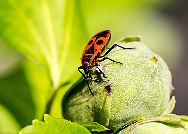 20150828 8645VRAw [D~RI] Roseneibisch (Hibiscus), Feuerwanze, Rinteln