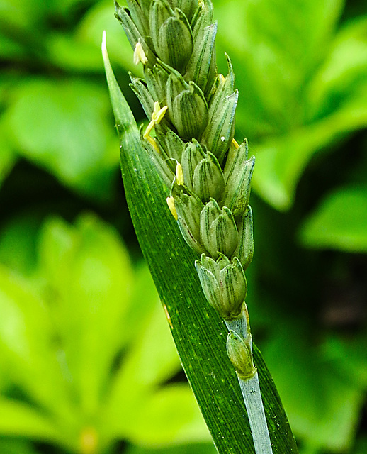 20230520 0156CPw [D~LIP] Saat-Weiten (Triticum aestivum), Bad Salzuflen