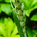 20230520 0156CPw [D~LIP] Weich-Weizen (Triticum aestivum; Synonym: Triticum vulgare Vill.), [Saat-Weizen], [Brotweizen], Bad Salzuflen