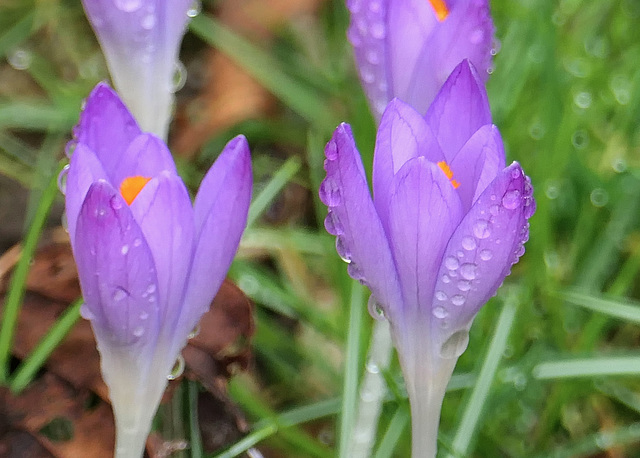 Krokus mit Wasserperlen