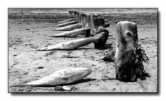 Groins at spurn point.