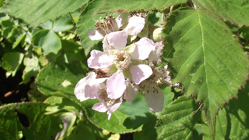 Soon there will be blackberries