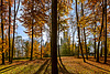 Wald? Lauter Bäume? Was sehe ich hier eigentlich?