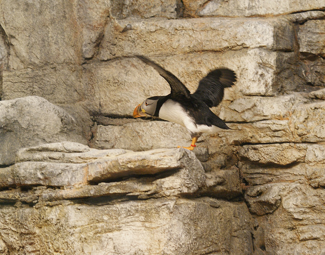 macareux moine / atlantic puffin