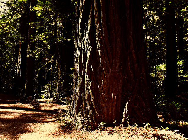 Coast redwood (Sequoia sempervirens)