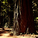 Coast redwood (Sequoia sempervirens)