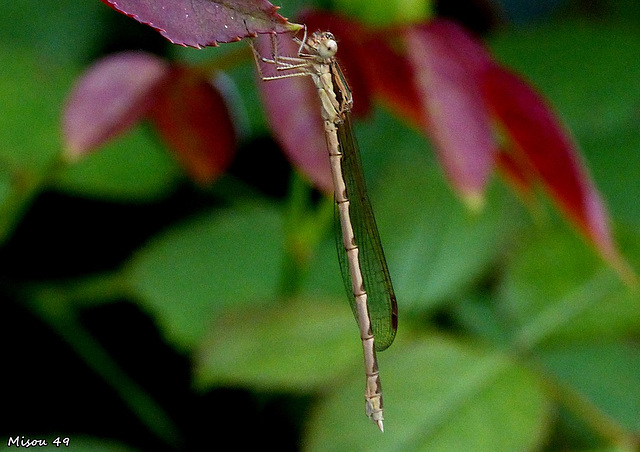 Dans mon jardin