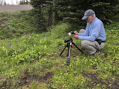 Jim photographing Platanthera huronensis (Tall Green Bog orchid)