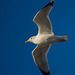 Seagull flight shot