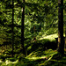 Wald auf dem Weg zum  Sulfner Weiher bei Hafling (PicinPic)