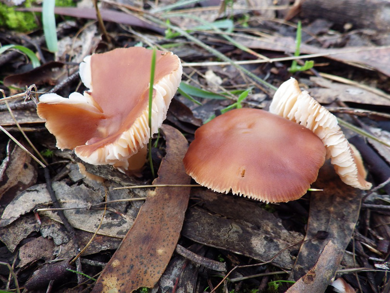 Rhodocollybia butyracea