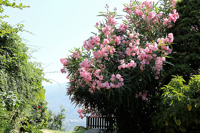 Oleander am Marlinger Waalweg