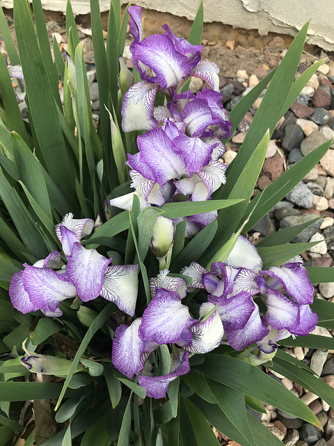 old-fashioned iris