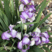 old-fashioned iris