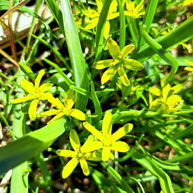 Wald-Gelbstern / Gewöhnlicher Gelbstern (Gagea lutea)